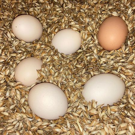 ZeutschachUrlaub Am Bio-Bauernhof Liebchen别墅 外观 照片