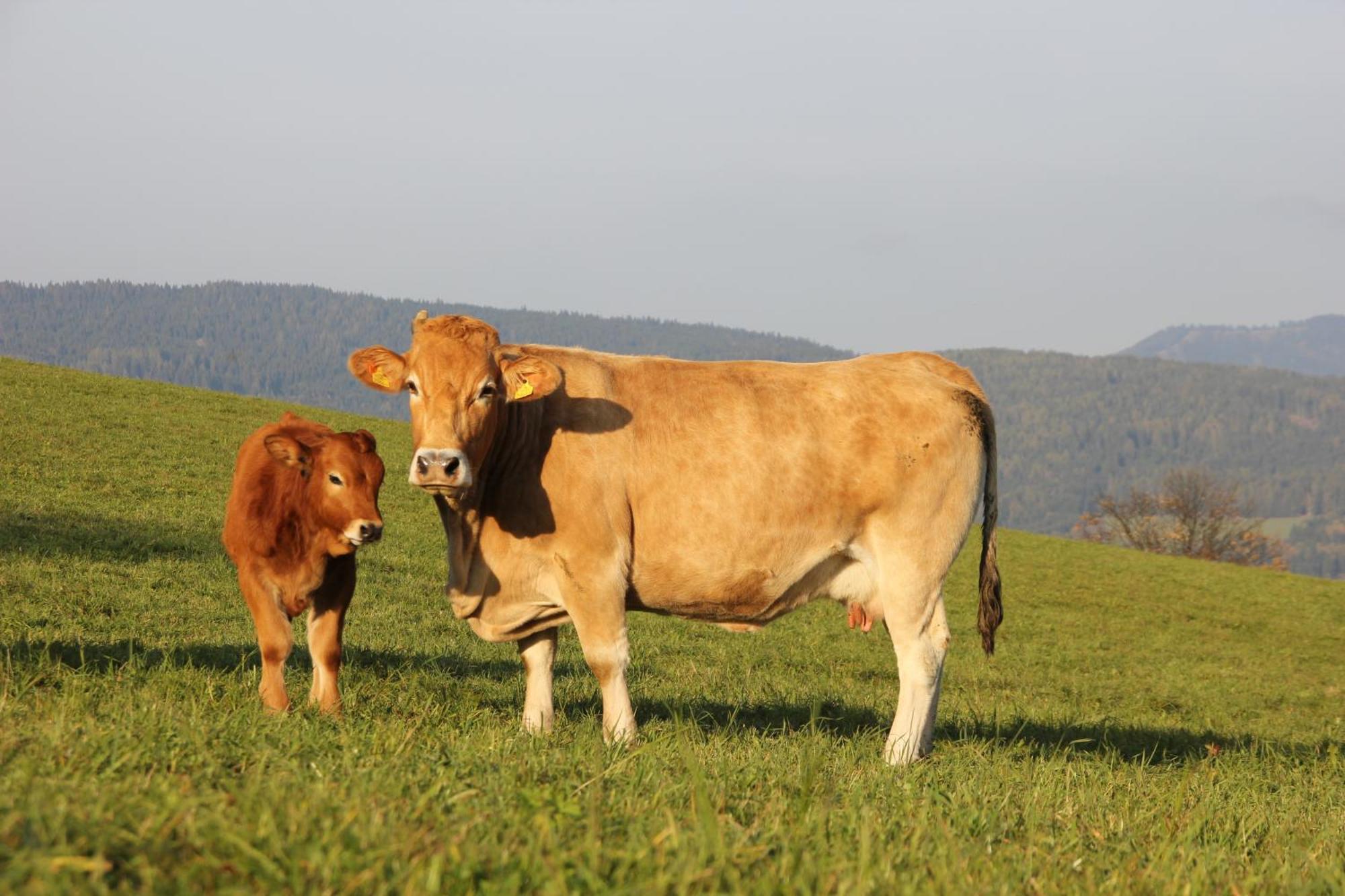 ZeutschachUrlaub Am Bio-Bauernhof Liebchen别墅 外观 照片
